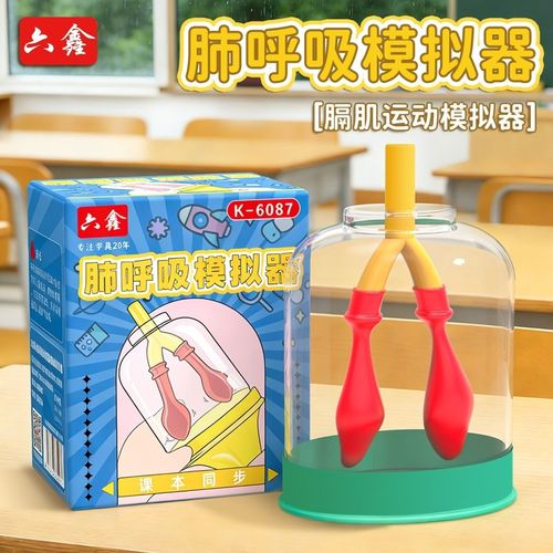 呼吸模型运动模拟器初中生物实验演示器材教具教学肺部开学用品